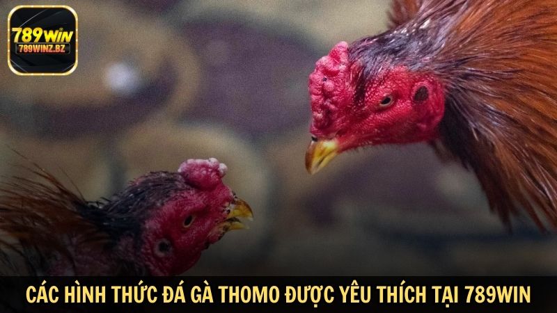 Các hình thức đá gà Thomo được yêu thích tại 789WIN