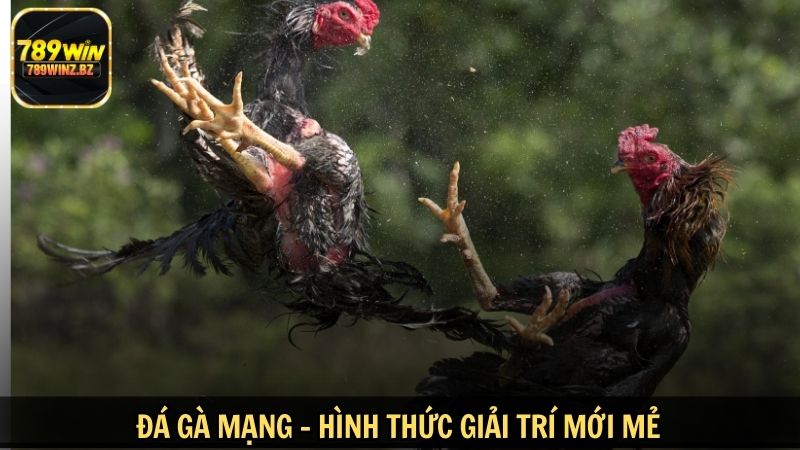 Đá gà mạng – hình thức giải trí mới mẻ