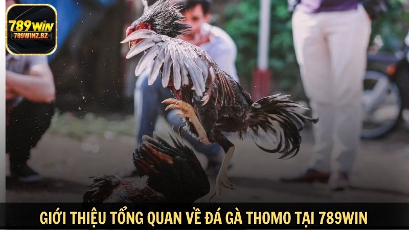 Giới thiệu tổng quan về đá gà Thomo tại 789WIN