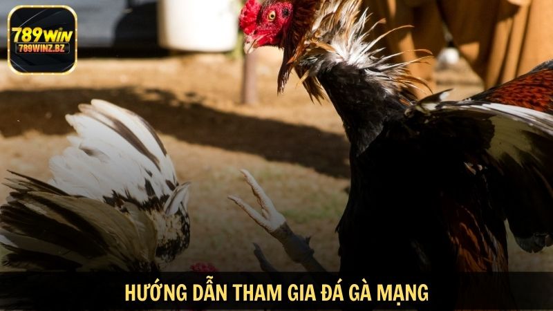 Hướng dẫn tham gia đá gà mạng
