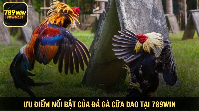 Ưu điểm nổi bật của đá gà cữa dao tại 789WIN