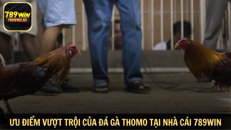 Ưu điểm vượt trội của đá gà Thomo tại nhà cái 789WIN